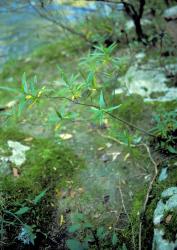 Veronica rivalis. Habit. Near Rainbow Falls, Kerikeri, Northland.
 Image: M.J. Bayly © Te Papa CC-BY-NC 3.0 NZ